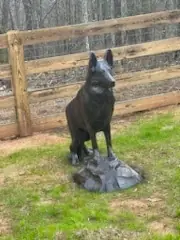 Flash Sale German Sheppard on Rock